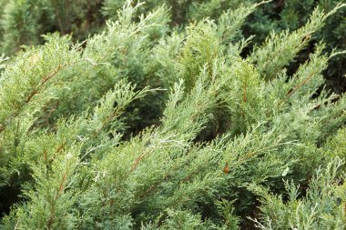 Mazı taze yeşil iğne