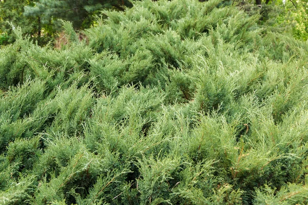 Aghi verdi freschi di arborvitae — Foto Stock