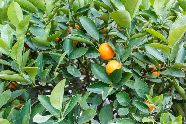 Green branches with mandarin fruits — Stock Photo, Image