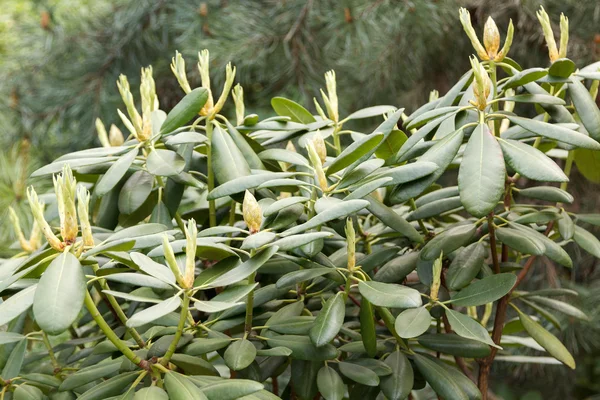 Färsk grön buske med ovanliga blommor — Stockfoto