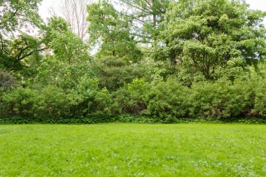çim çalılar ve ağaçlar Park