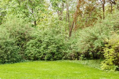 çim çalılar ve ağaçlar Park