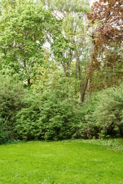 çim çalılar ve ağaçlar Park