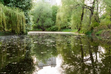 aşırı büyümüş gölet ve ağlayan willows Park