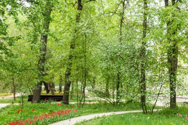 çiçekler bodur ağaçlar ve Park yolu