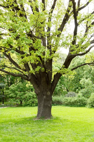 lawn shrubs and trees in park