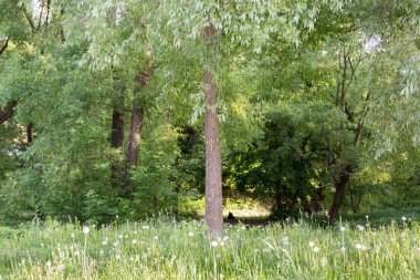 çim ağaç ve çalı Park