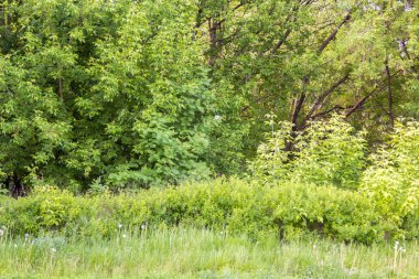 çim ağaç ve çalı Park