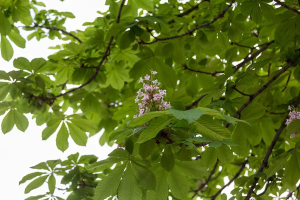 yeşil dallar kestane rengi pembe çiçekler