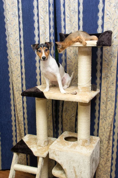 Chaton abyssinien et Jack Russell terrier sur chat Cadre d'escalade — Photo