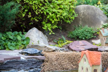 gölet yakınındaki kayaların üzerinde sürünerek kaplumbağa