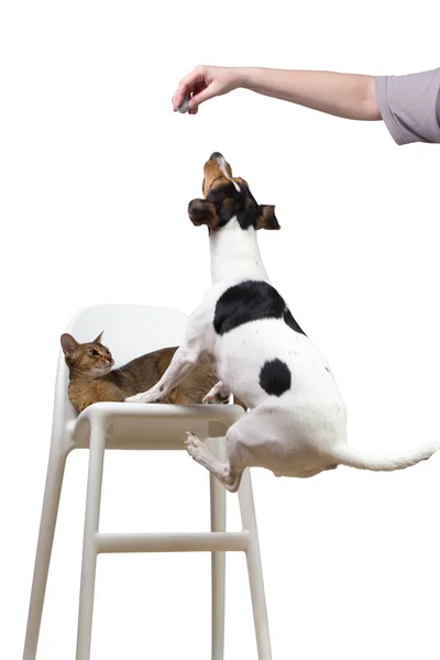 Pies skoki na krzesło kotu na bal — Zdjęcie stockowe