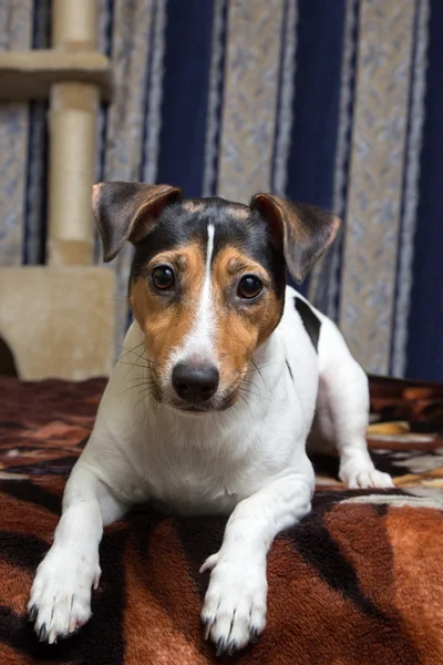 Tricolor Jack Russell Terrier deitado na cama — Fotografia de Stock