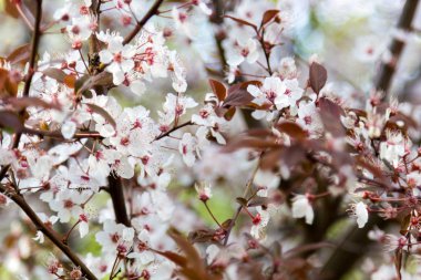 kiraz dalları ile kırmızı yaprakları çiçek