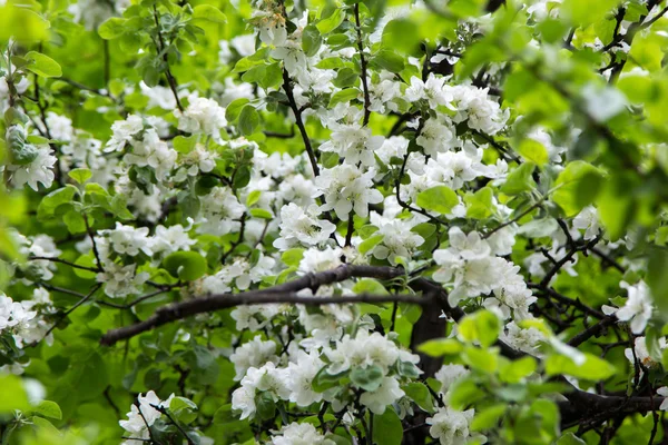Les branches fleuries des pommiers dans le jardin vert — Photo