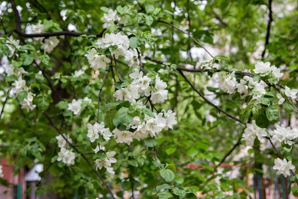 Les branches fleuries des pommiers dans le jardin vert — Photo