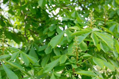 çiçek tomurcukları ile kestane ağacı