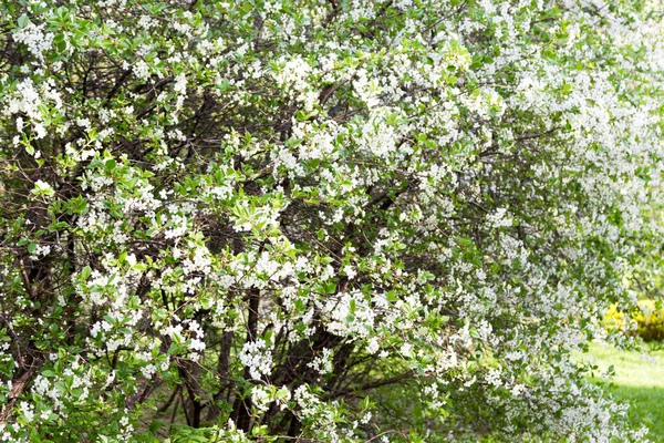 Belle cerisier à fleurs blanches dans le jardin — Photo