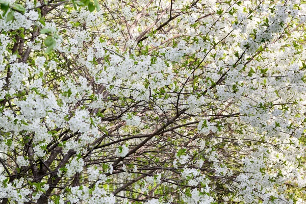 Belle cerisier à fleurs blanches dans le jardin — Photo