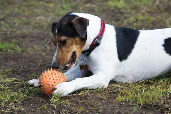 Собака лежит на земле и грызет мяч — стоковое фото