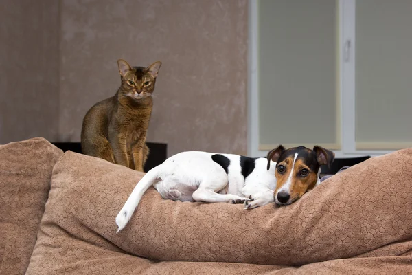kedi ve köpek birlikte kanepe arkası