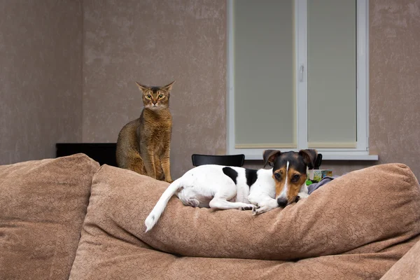 kedi ve köpek birlikte kanepe arkası