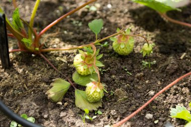 çilek yerde yatan çalılar yeşil meyveler