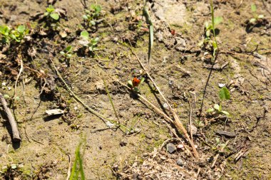 kırmızı uğur böceği çimen yaprağına oturur