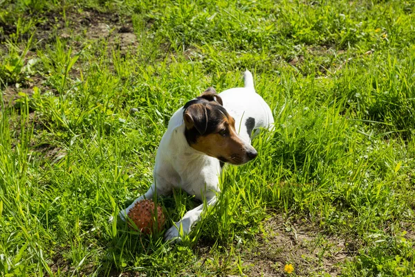 Jack Russell terrier deitado na grama com sua bola — Fotografia de Stock