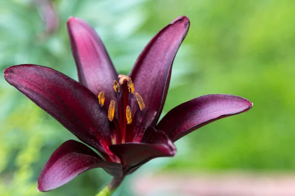 Mörka lily på bakgrund av ljusa blad — Stockfoto