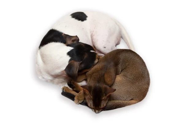 Cane e gatto dormire isolato su sfondo bianco — Foto Stock