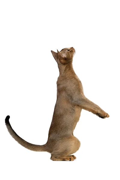 अबीसिनियन मांजर त्याच्या मागील पाय वर उभे खेळते — स्टॉक फोटो, इमेज