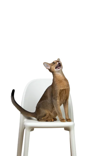 Habeş kedisi oturur ve bir sandalyeye ağlıyor — Stok fotoğraf