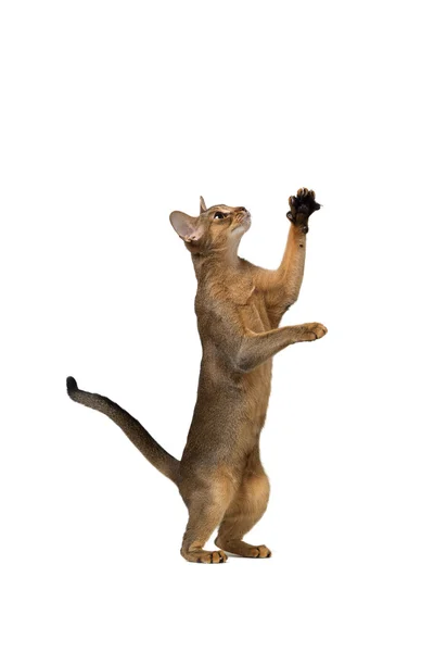 Abyssinian cat plays standing on its hind legs — Stock Photo, Image