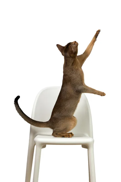 Arka ayakları üzerinde bir sandalye üzerinde ayakta Abyssinian kedi çalış — Stok fotoğraf