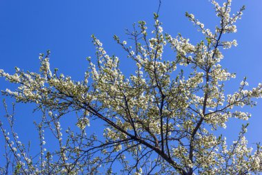 Çiçekli Erik dalı