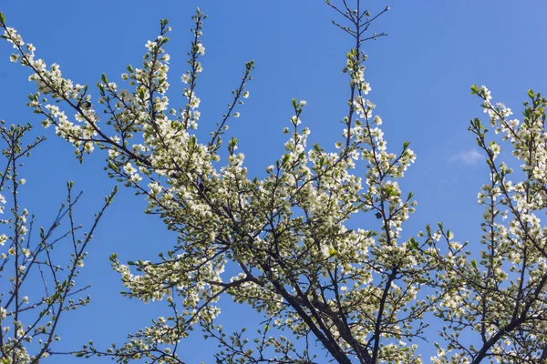 Branche fleurie de la prune — Photo