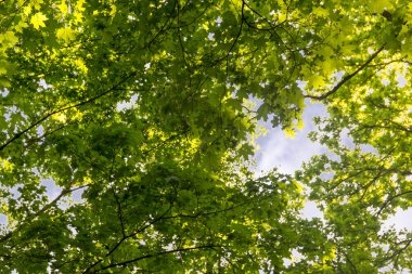 Tsitsin ana Botanik Bahçesi adına bitkilerde