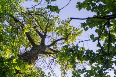 Tsitsin ana Botanik Bahçesi adına bitkilerde