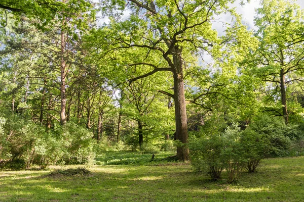 Plants in Main Botanical Garden behalf of Tsitsin — Stock Photo, Image