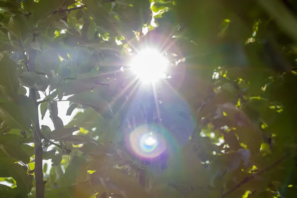 紅葉を太陽レンズ フレア — ストック写真