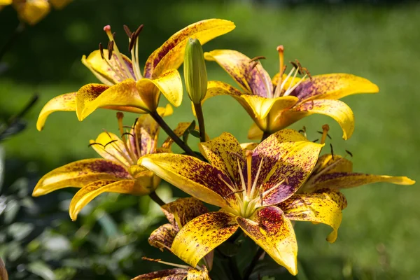 Lily blommor i blad närbild — Stockfoto