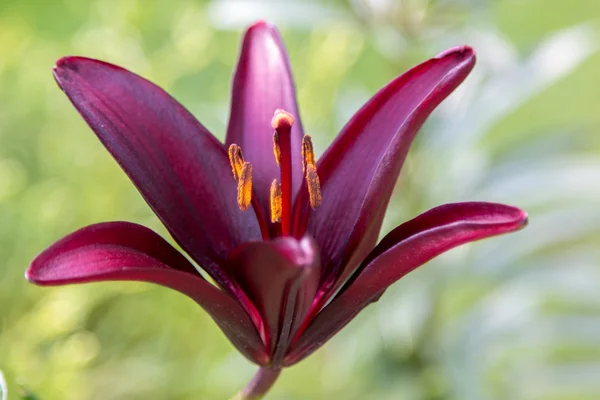 Yeşillik closeup Lily çiçek — Stok fotoğraf