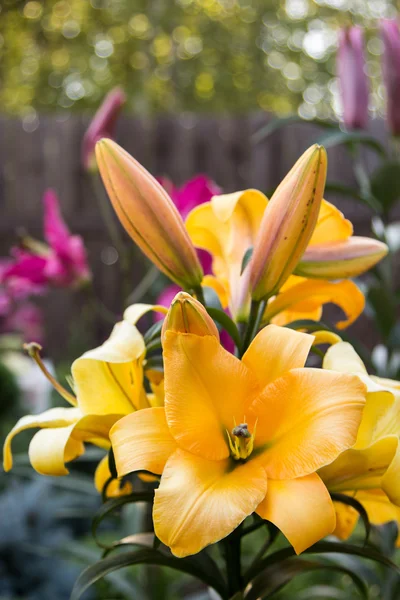 Lily blommor i blad närbild — Stockfoto