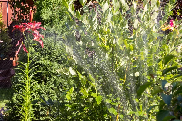 Salpicaduras de agua de un rociador de riego en el exuberante jardín —  Fotos de Stock