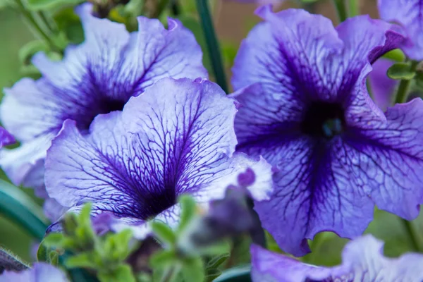 Fleurs bleues dans le feuillage gros plan — Photo