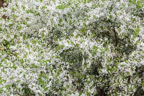 Kukkivat hedelmäpuut — kuvapankkivalokuva