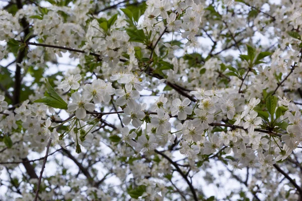 Arbre fruitier en fleurs — Photo