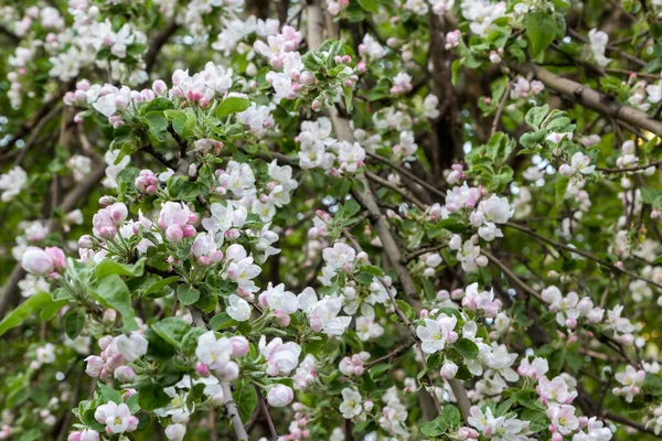 Arbre fruitier en fleurs — Photo