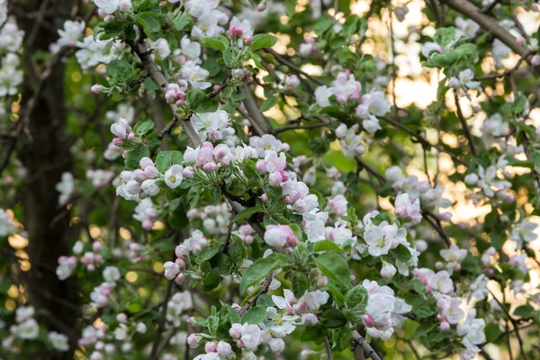 Arbre fruitier en fleurs — Photo